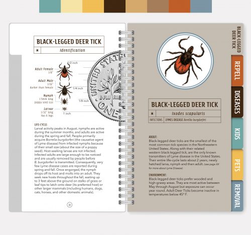 Black-legged deer tick identification guide showing life cycle stages, sizes, and Lyme disease transmission information